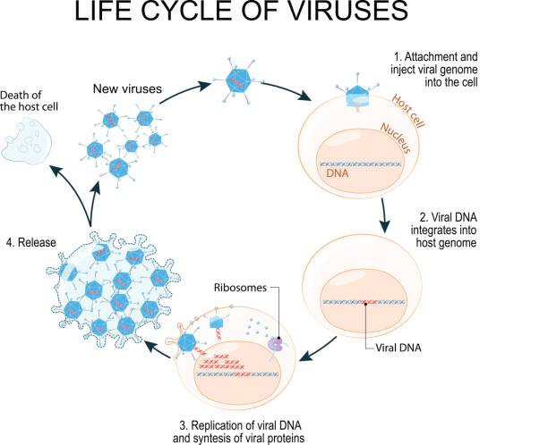 life cycles of a virus